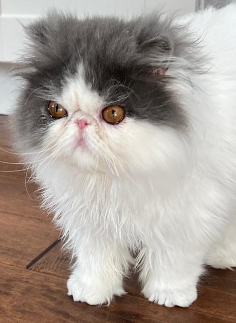 Enlarge Furby, a Adoptable Persian in San Francisco, CA image 2/4