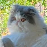 Enlarge Furby, a Adoptable Persian in San Francisco, CA image 4/4