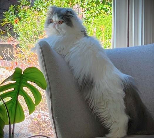 Furby - Adoptable Pet | Petfinder | Petfinder