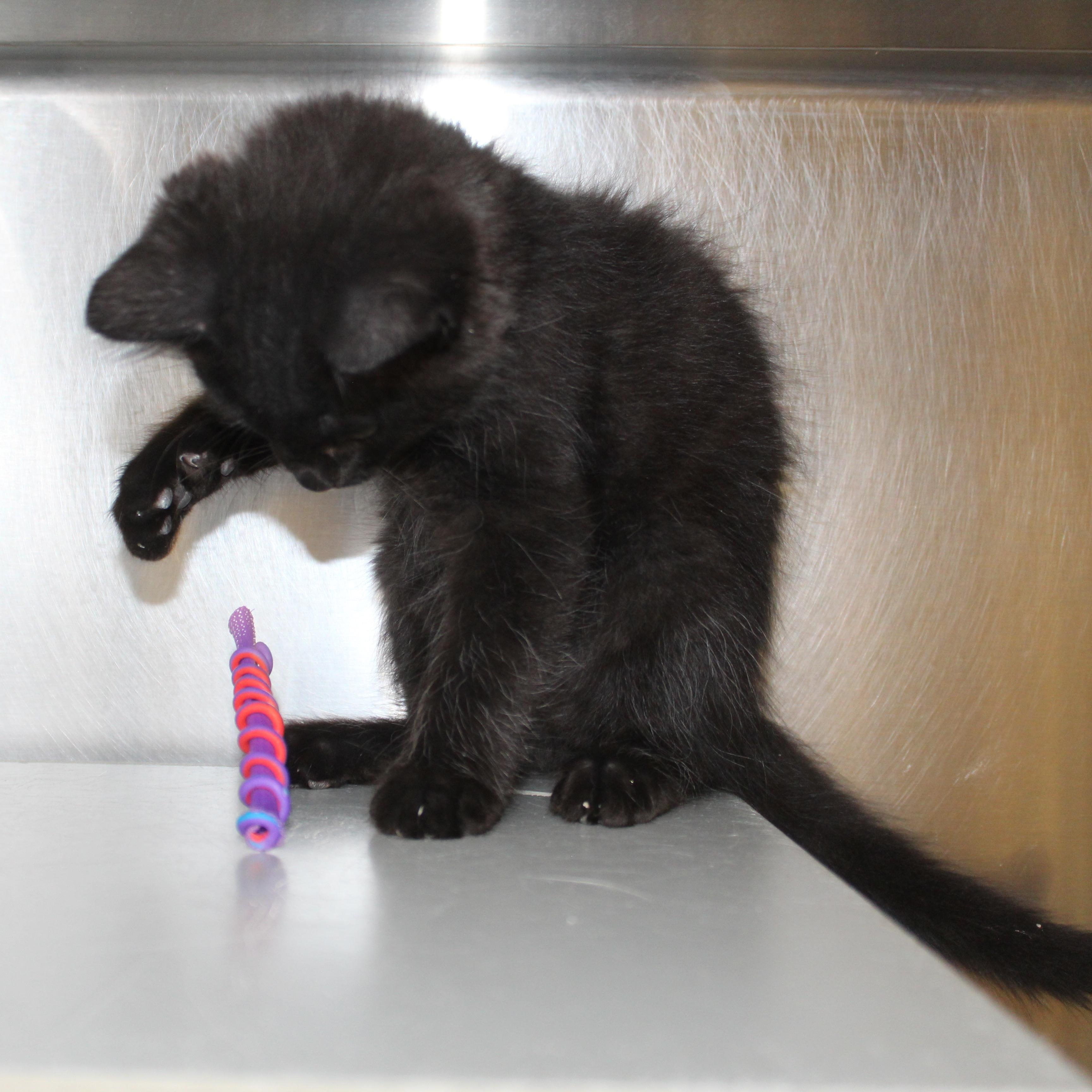 Enlarge Sammy, an adopted Domestic Long Hair in Yucca Valley, CA image 3/6