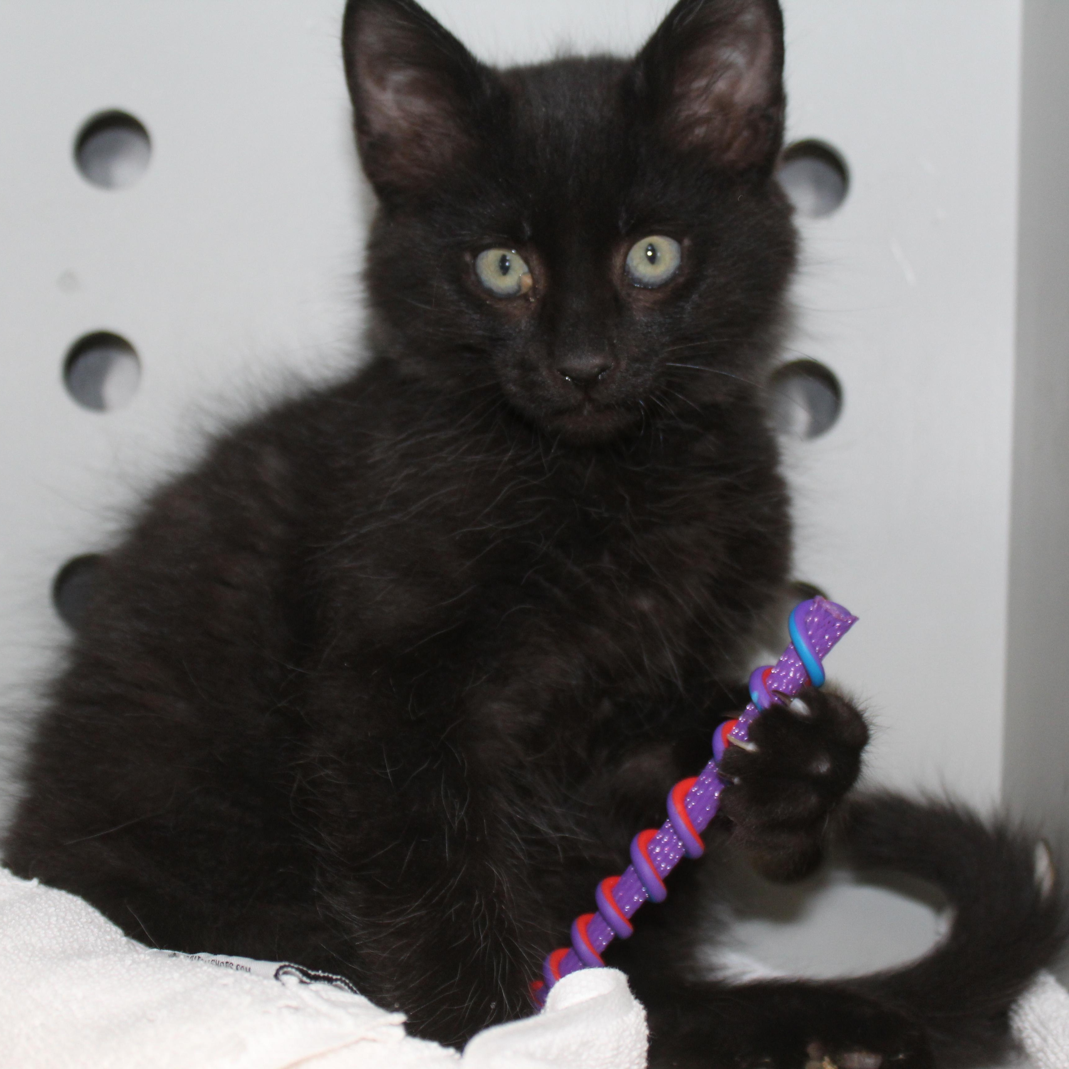 Enlarge Sammy, an adopted Domestic Long Hair in Yucca Valley, CA image 1/6