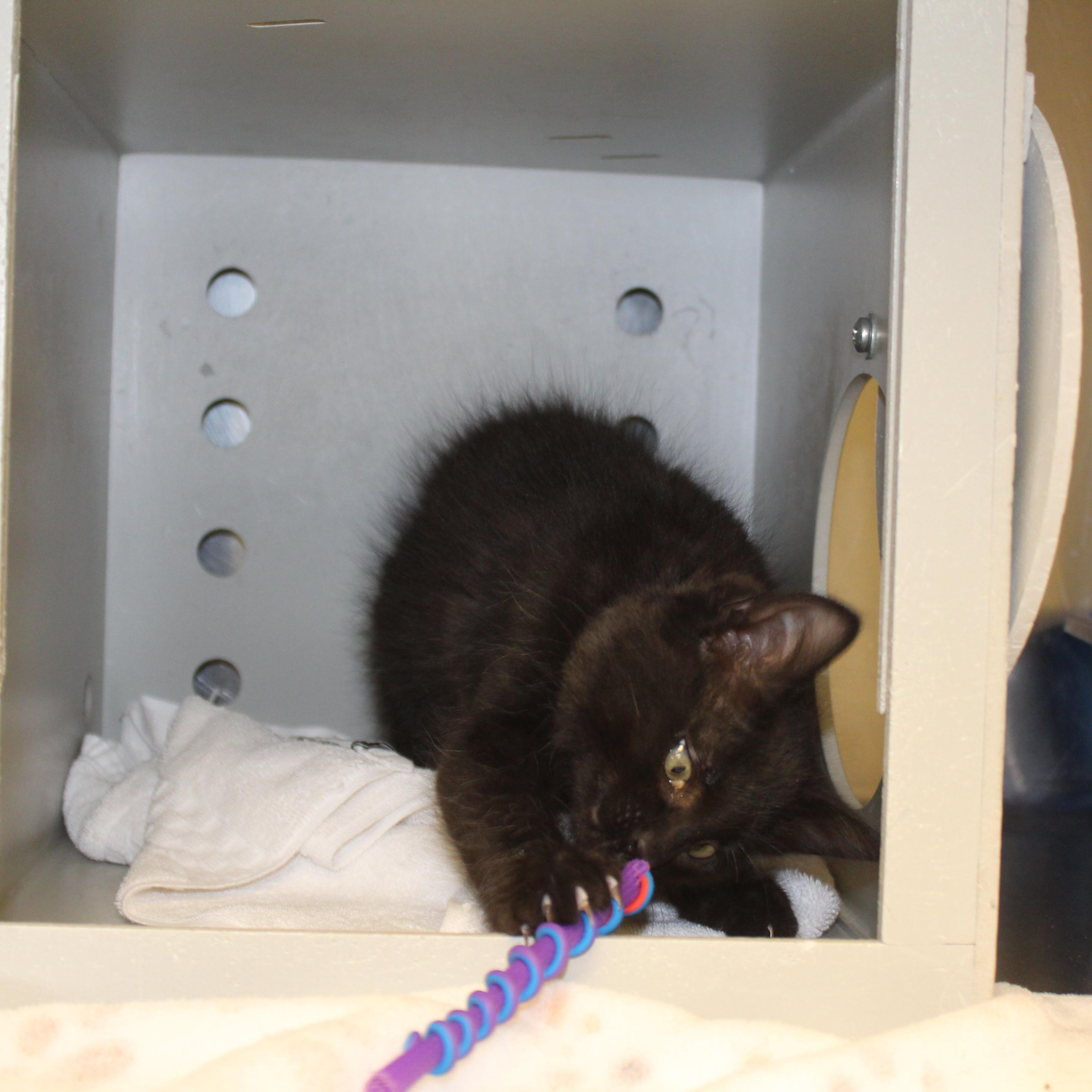 Enlarge Sammy, an adopted Domestic Long Hair in Yucca Valley, CA image 4/6