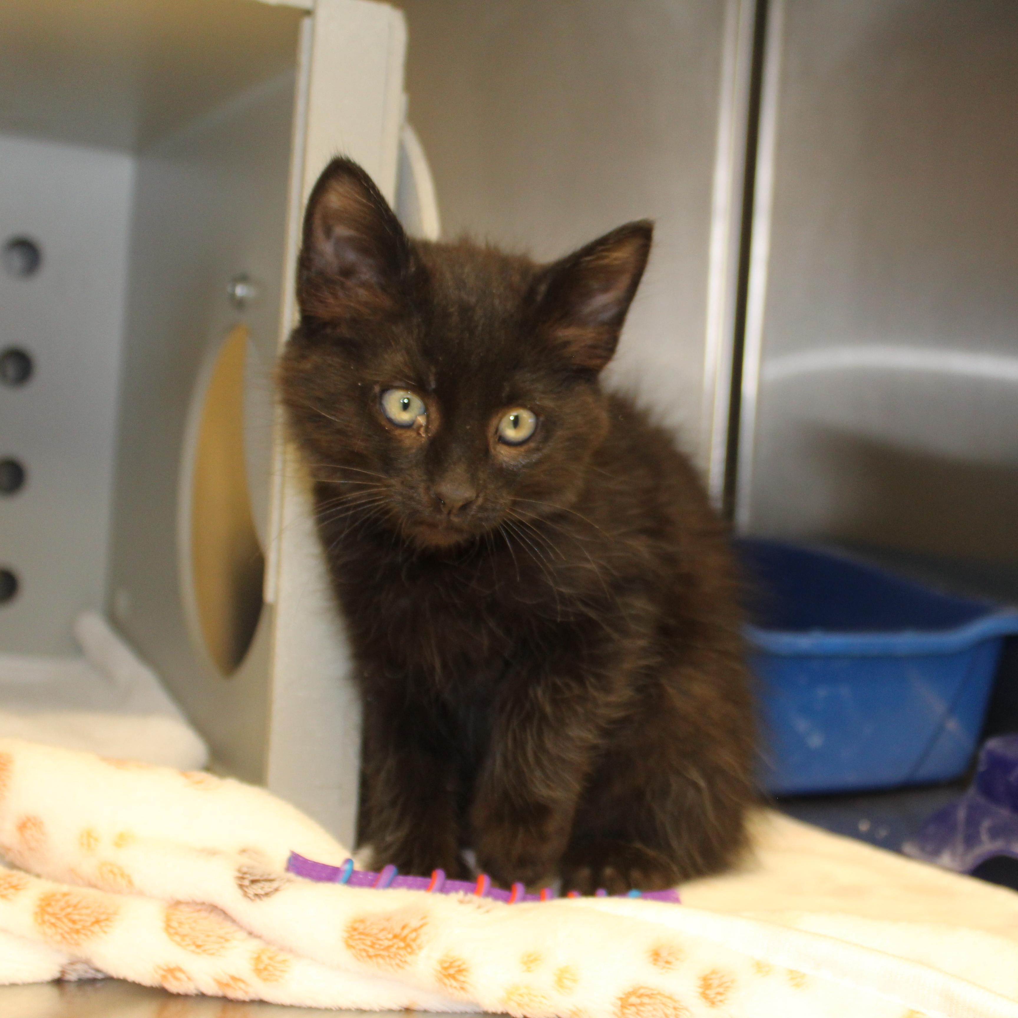 Enlarge Sammy, an adopted Domestic Long Hair in Yucca Valley, CA image 2/6