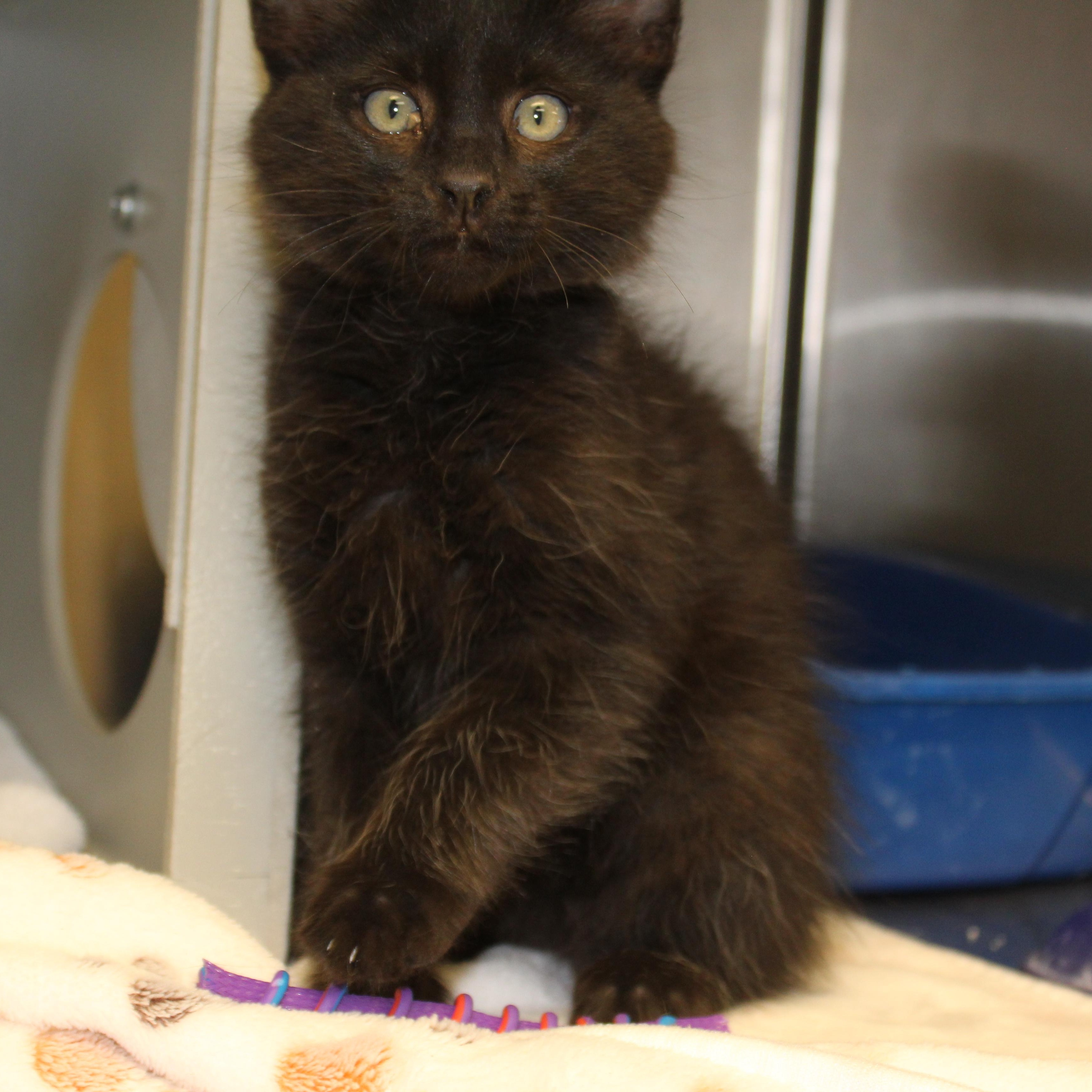 Enlarge Sammy, an adopted Domestic Long Hair in Yucca Valley, CA image 6/6