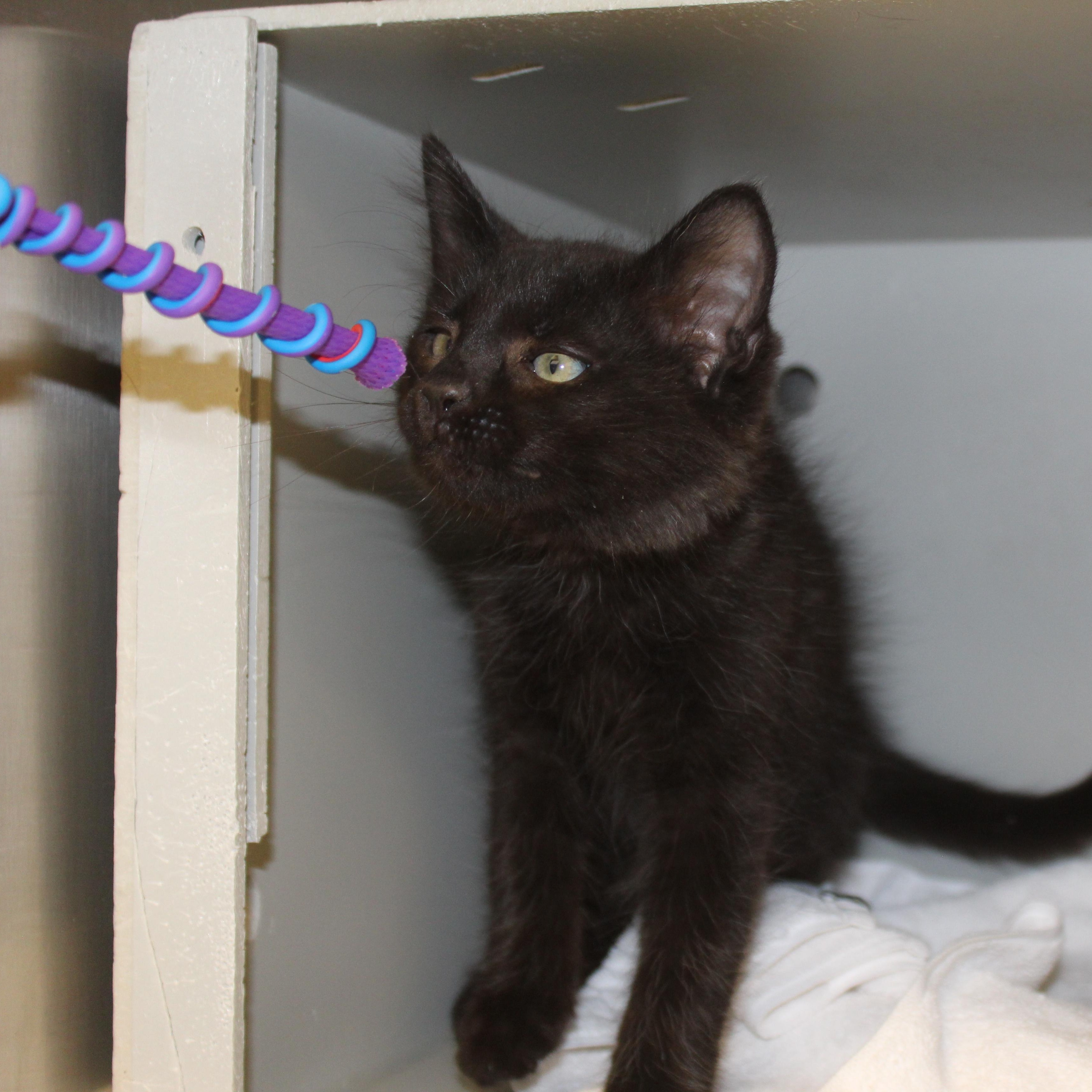 Enlarge Sammy, an adopted Domestic Long Hair in Yucca Valley, CA image 5/6