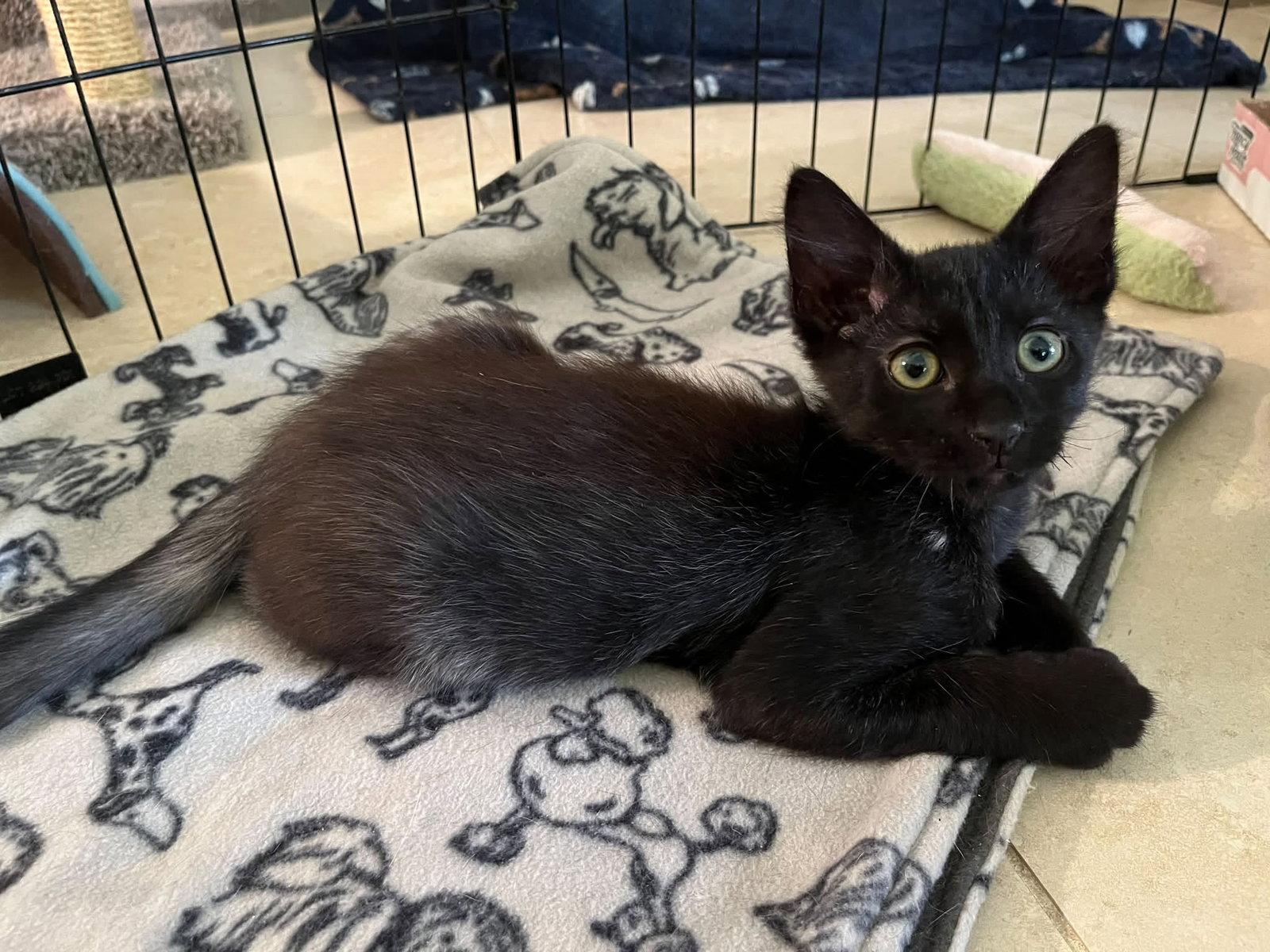 Gino, Adoptable, Young Male Domestic Short Hair.
