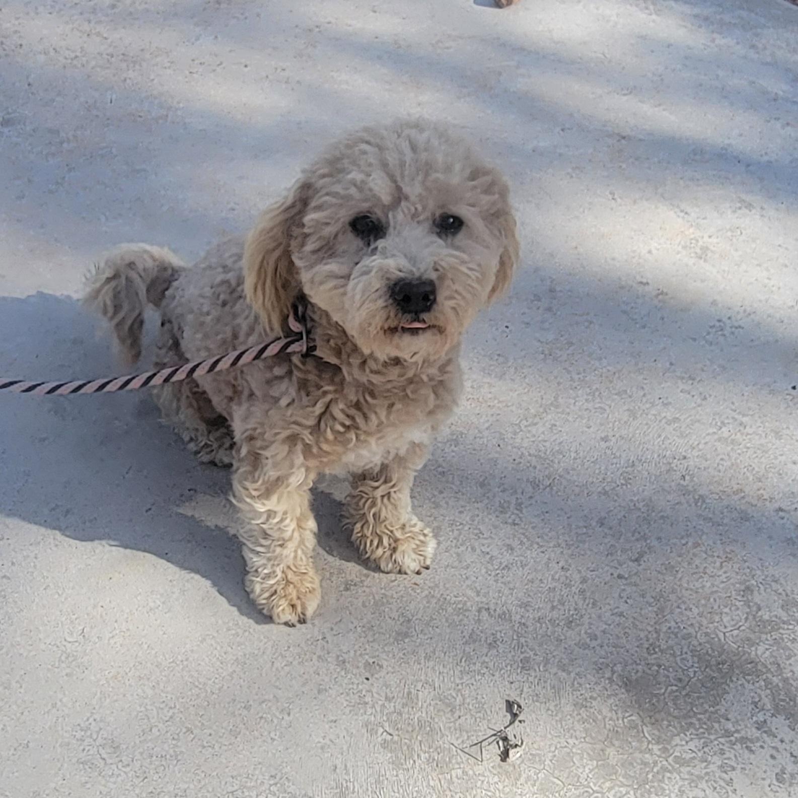 Paris, a ADOPTABLE mixed breed in Tucson, AZ image 1/2