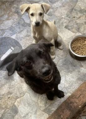 STELLA, an adopted mixed breed in Graham, WA image 3/3