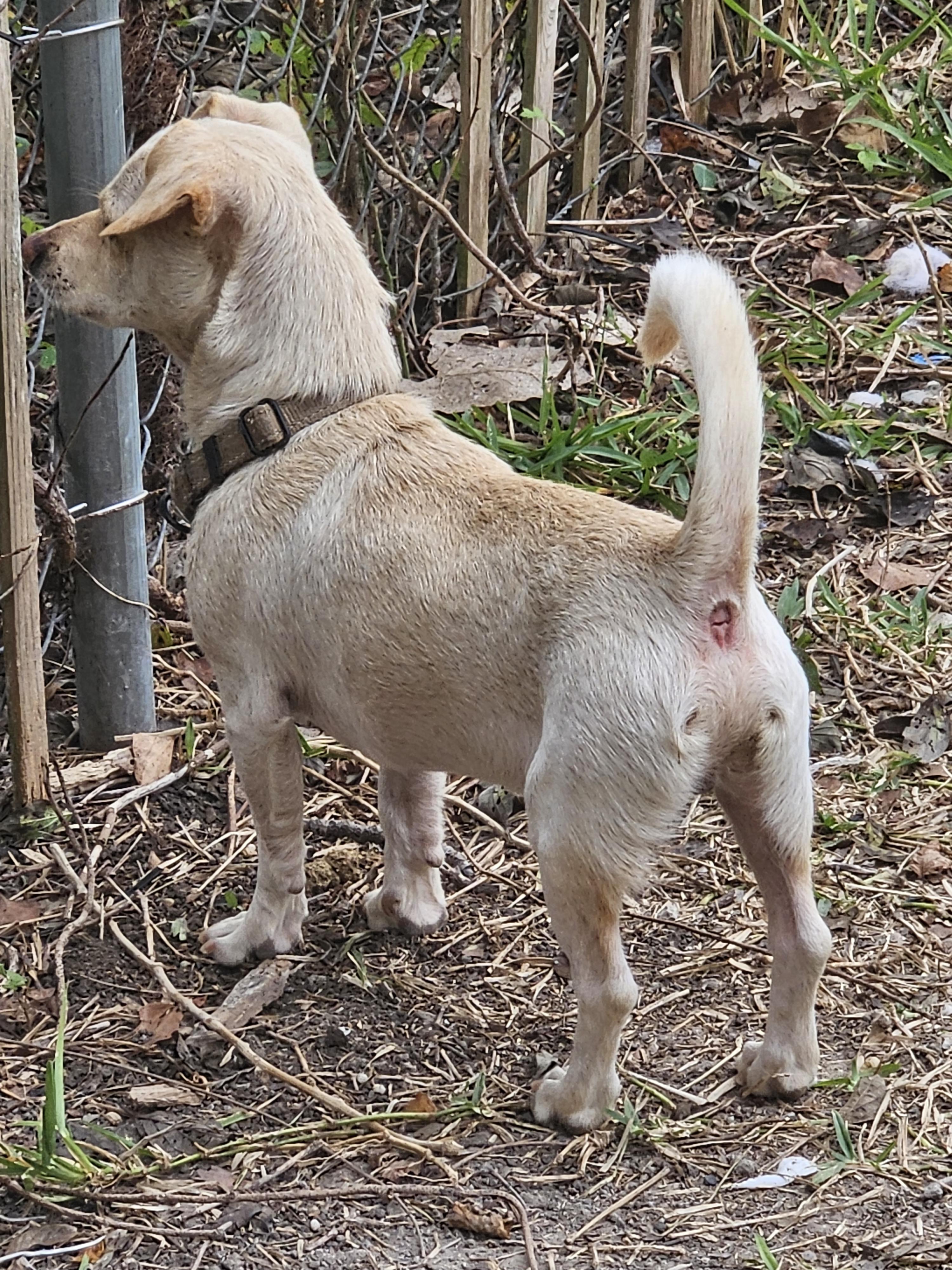 Enlarge Toby, an adopted mixed breed in Hopkinton , MA image 4/4