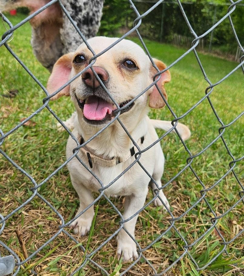 Enlarge Toby, an adopted mixed breed in Hopkinton , MA image 2/4