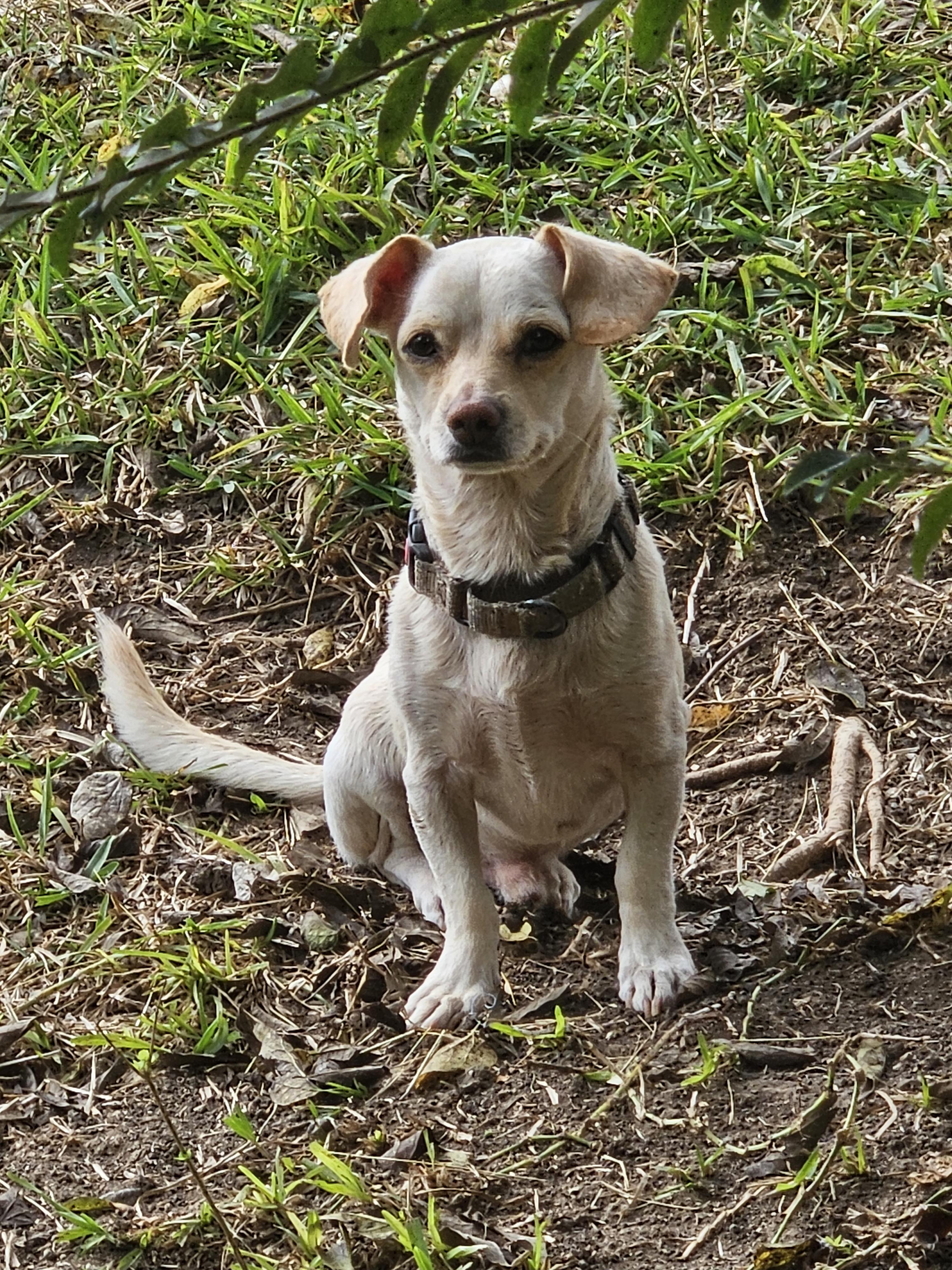 Enlarge Toby, an adopted mixed breed in Hopkinton , MA image 3/4