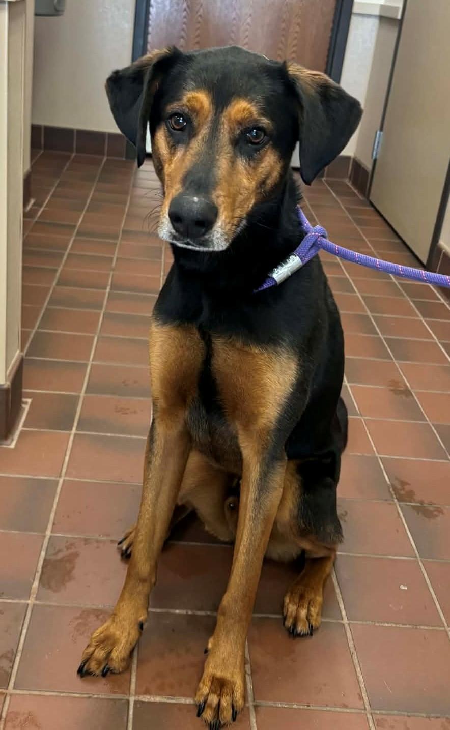 Enlarge Charlie, an adopted mixed breed in Prudenville, MI image 1/1