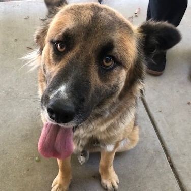 Enlarge Maya, a Adoptable mixed breed in Lodi, CA image 1/5