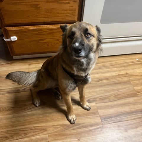 Enlarge Maya, a Adoptable mixed breed in Lodi, CA image 2/5