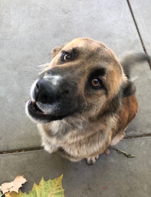 Enlarge Maya, a Adoptable mixed breed in Lodi, CA image 3/5