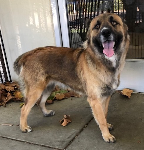 Enlarge Maya, a Adoptable mixed breed in Lodi, CA image 4/5