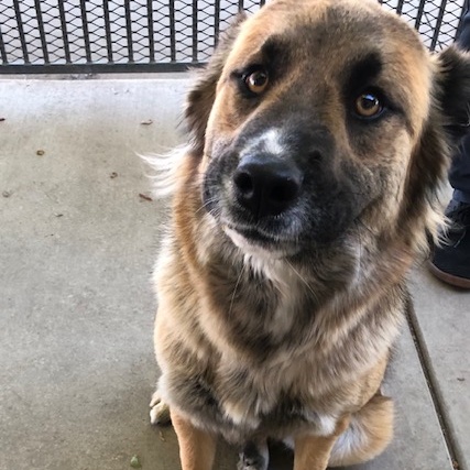 Enlarge Maya, a Adoptable mixed breed in Lodi, CA image 5/5