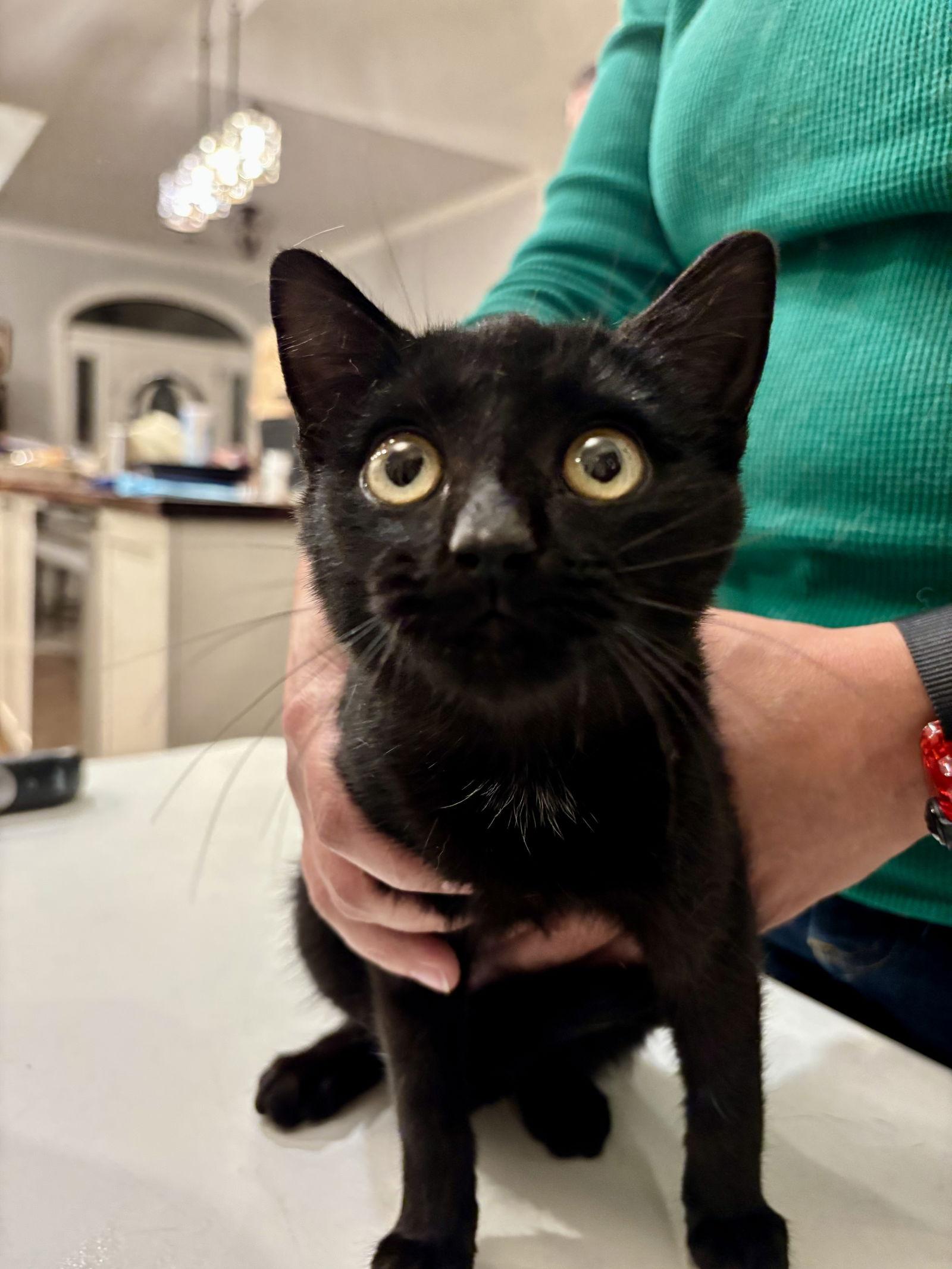 Enlarge Bing Bong, a Adopted Domestic Short Hair in Camden, SC image 1/1