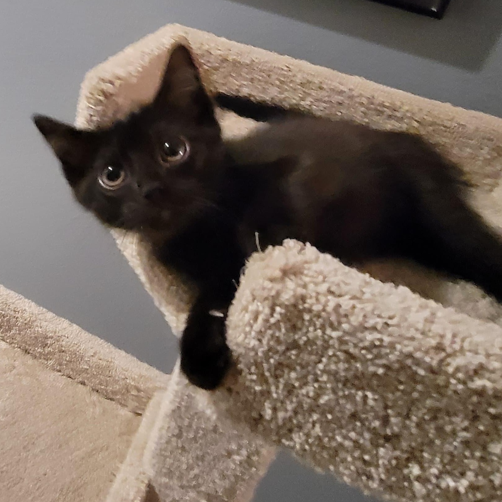 Jet, Adoptable, Kitten Female Domestic Short Hair.