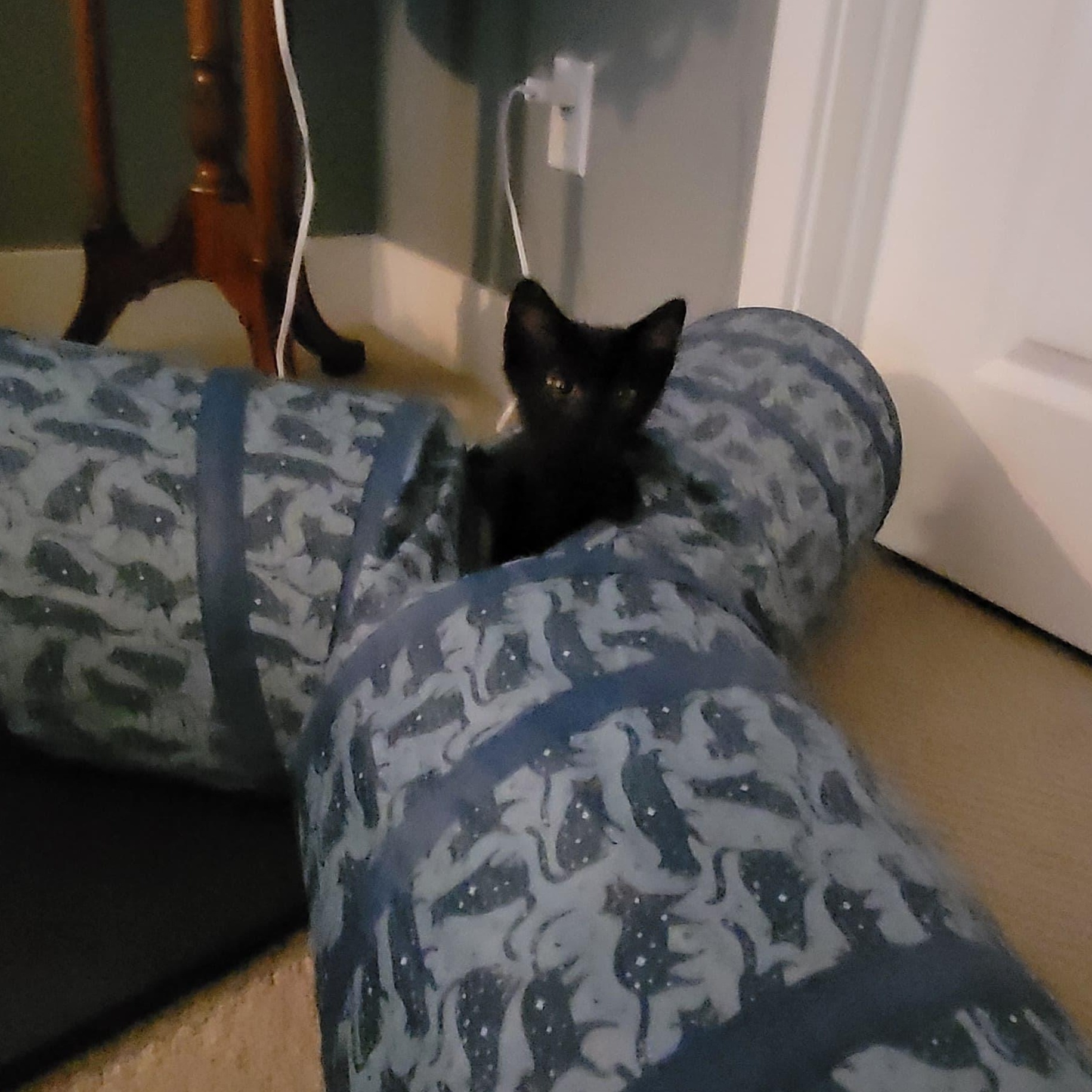 Enlarge Jet, a Adoptable Domestic Short Hair in San Juan Capistrano, CA image 6/6