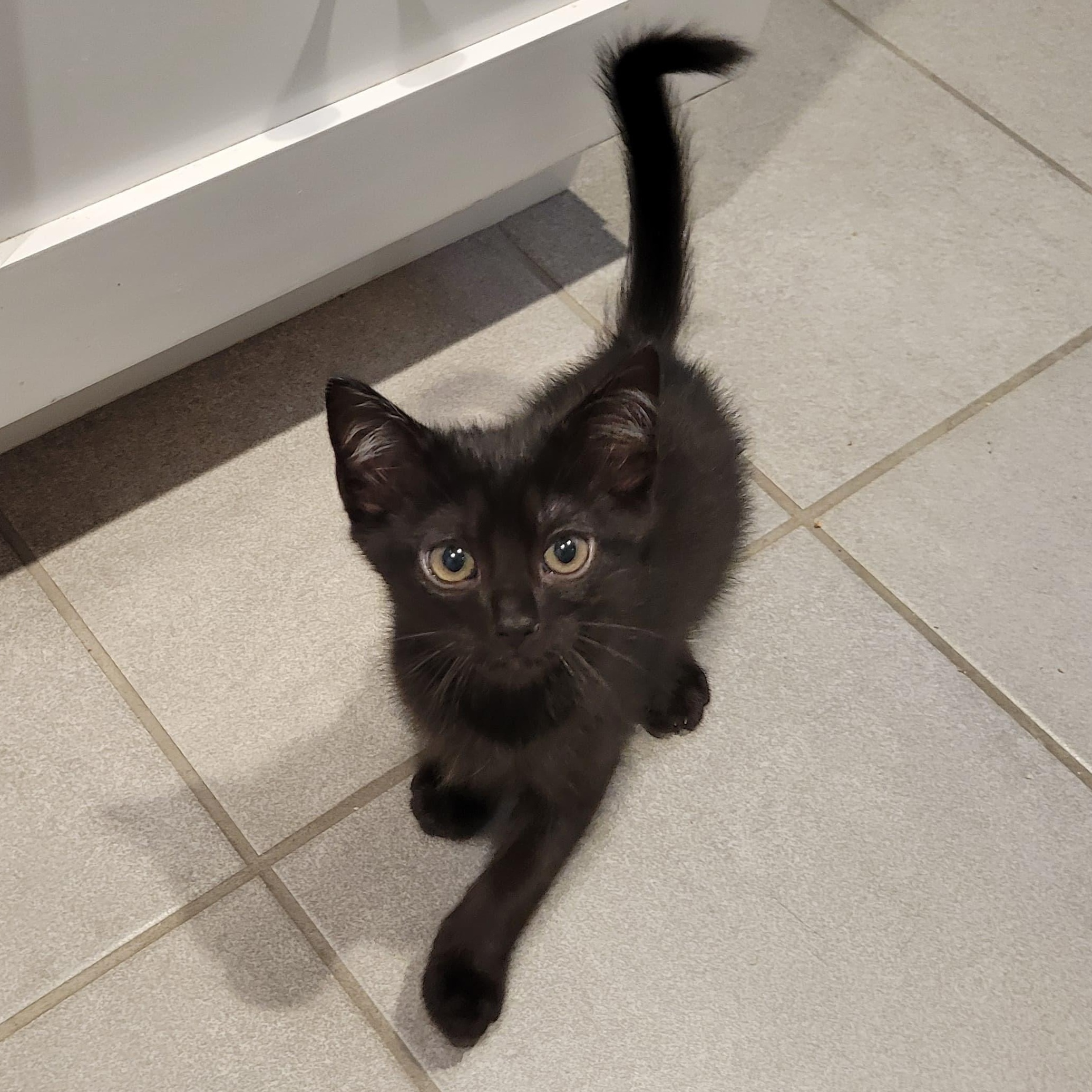 Enlarge Jet, a Adoptable Domestic Short Hair in San Juan Capistrano, CA image 4/6