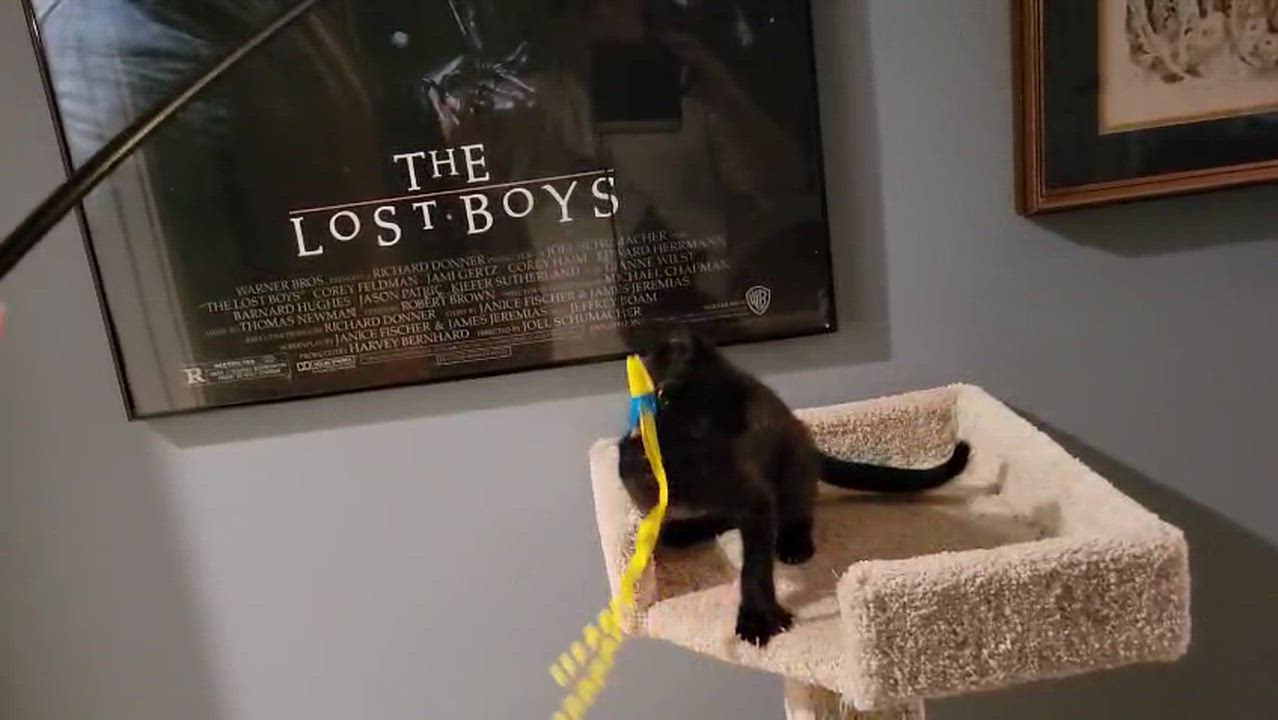 Enlarge Jet, a Adoptable Domestic Short Hair in San Juan Capistrano, CA video 3/6