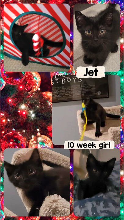 Enlarge Jet, a Adoptable Domestic Short Hair in San Juan Capistrano, CA video 1/6