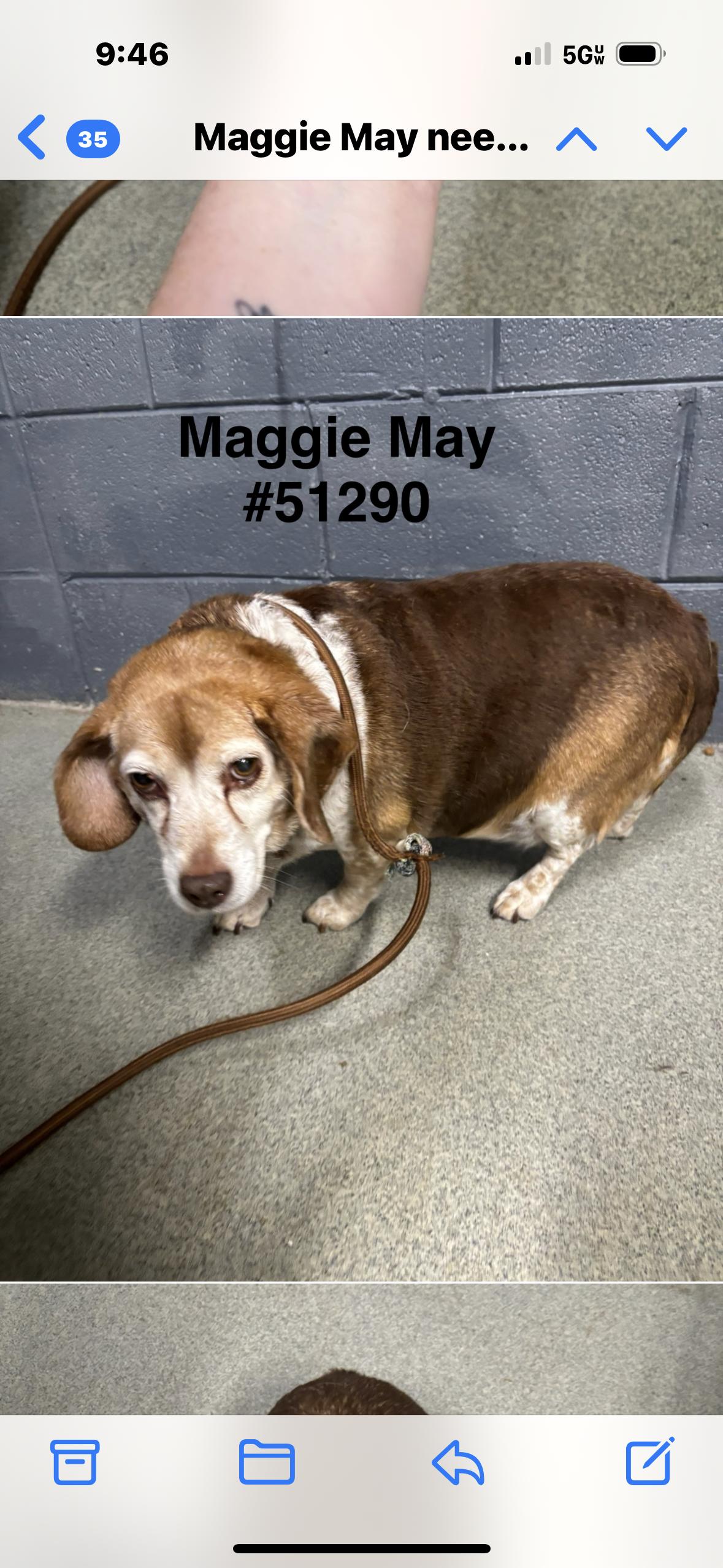 Maggie May, a Adoptable Beagle in Grandy, NC image 1/2