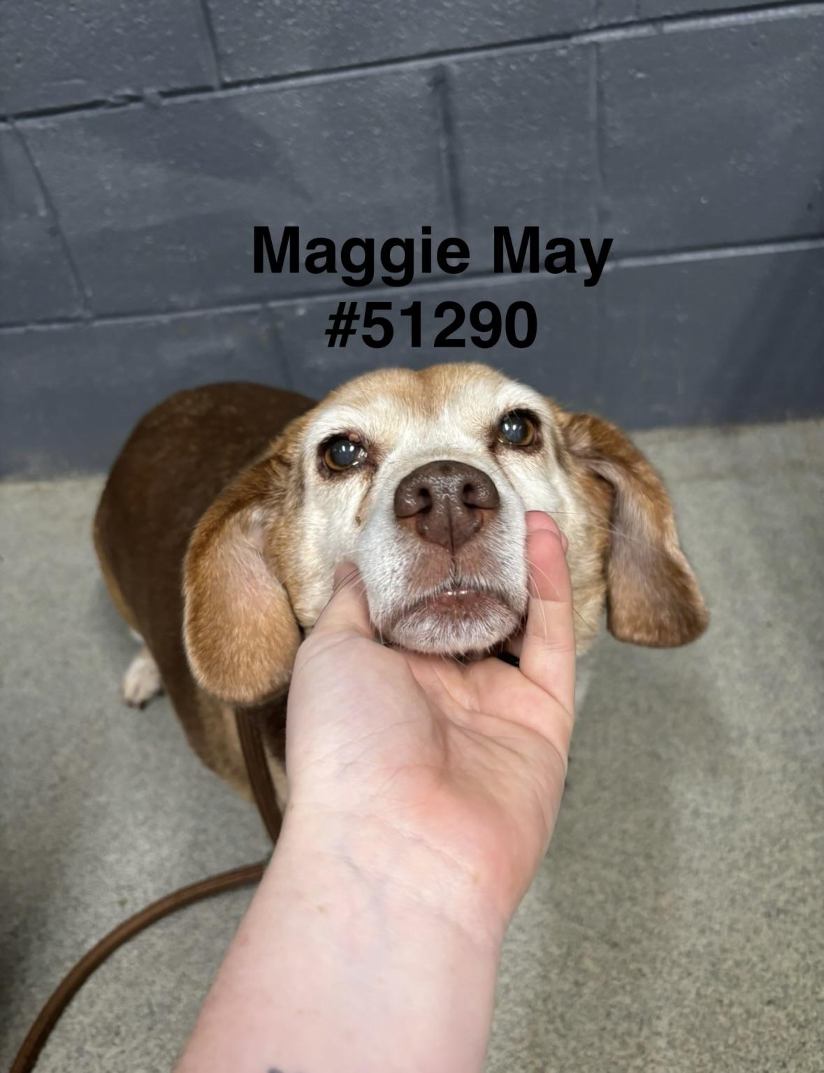 Maggie May, a Adoptable Beagle in Grandy, NC image 2/2