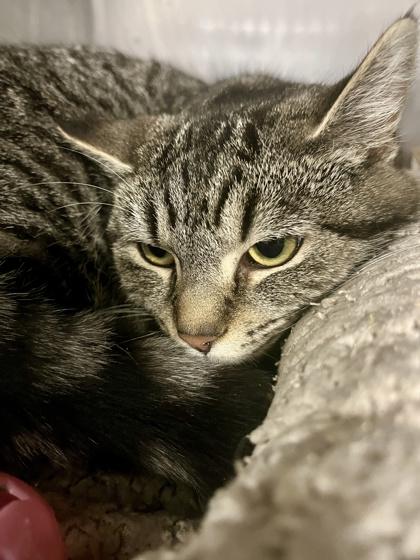 Nibbler photo 2
