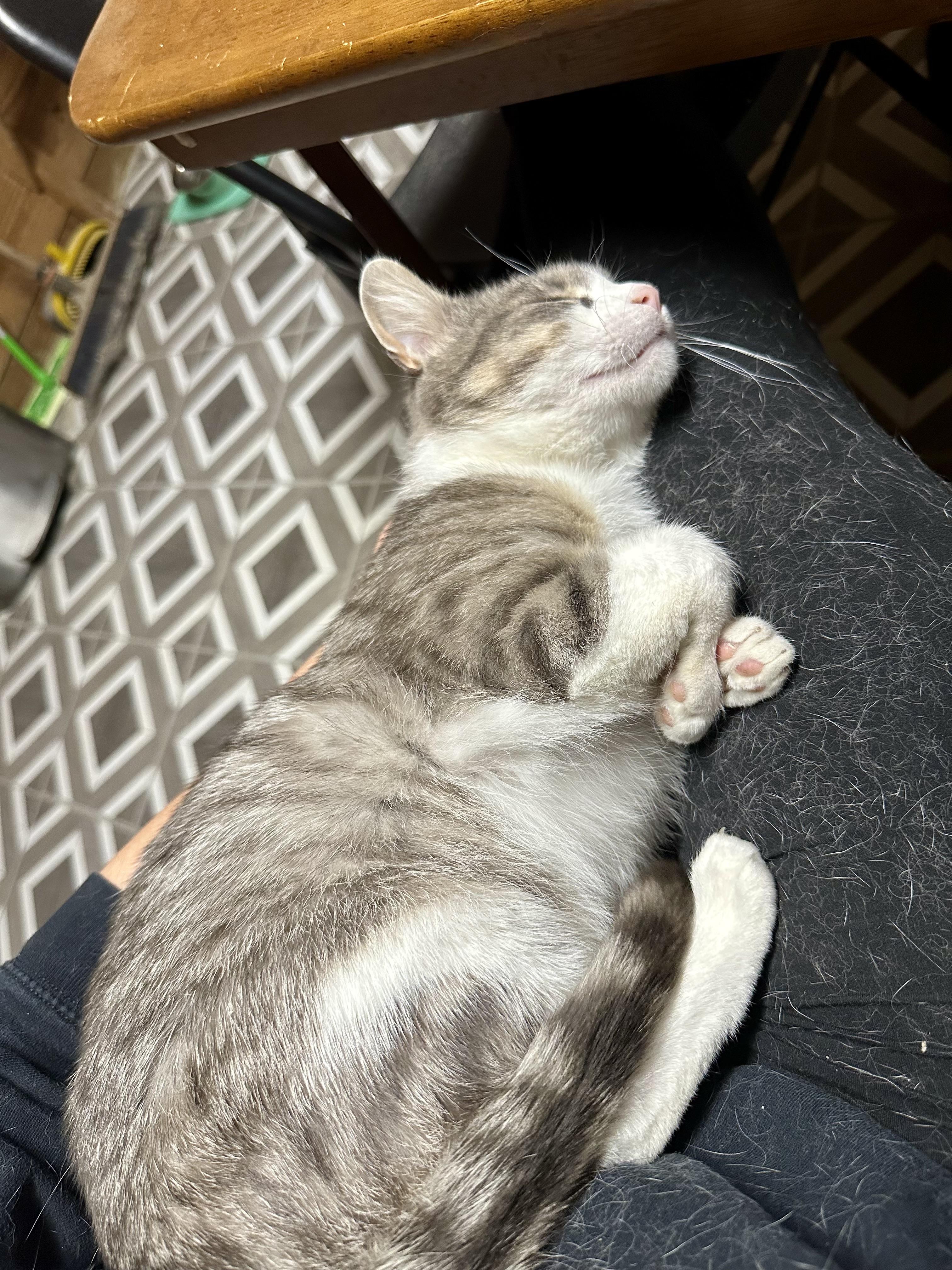 Enlarge Furrari, a ADOPTABLE Domestic Short Hair in Lincoln University, PA image 6/6