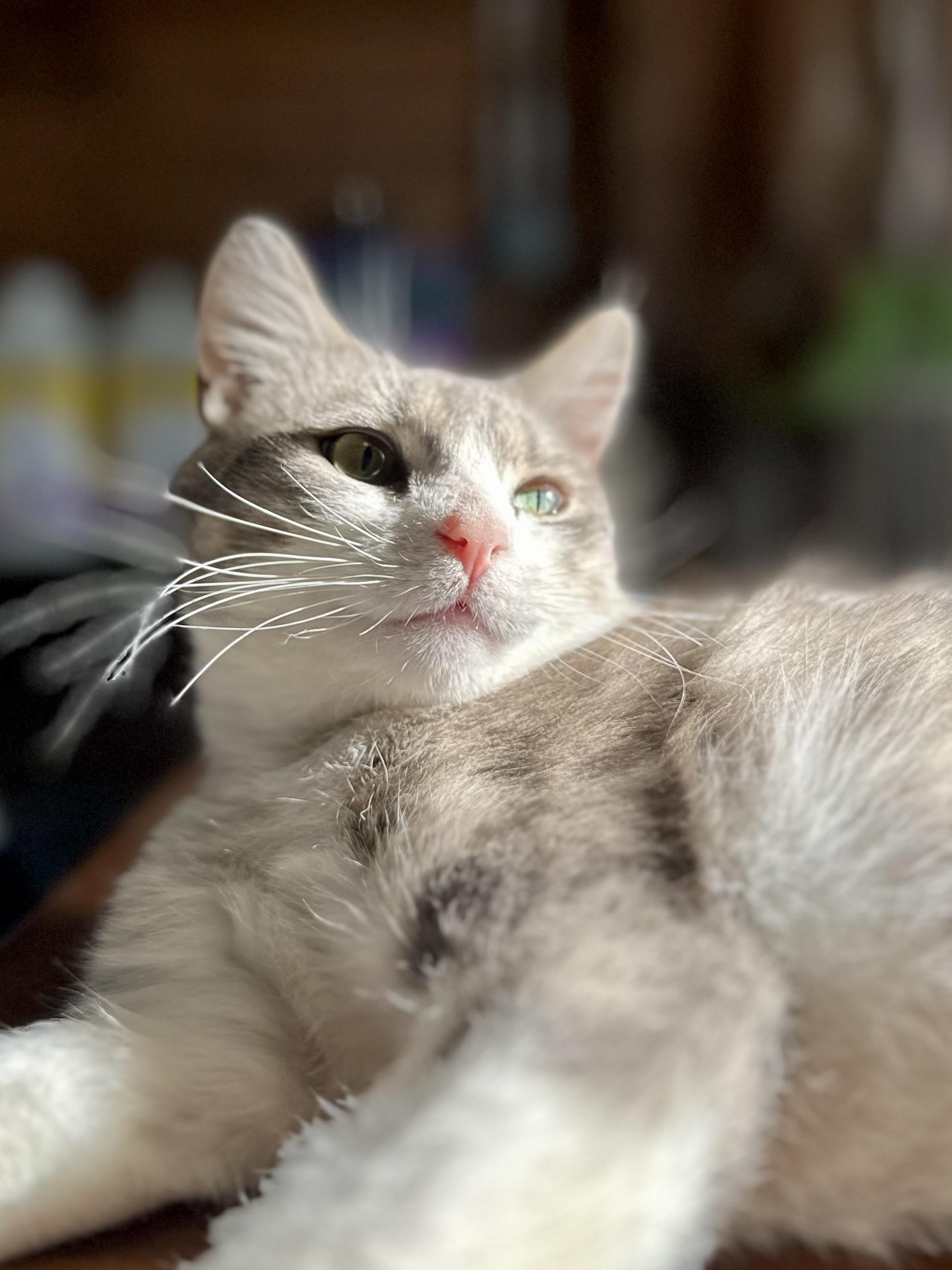 Furrari, ADOPTABLE, Young Male Domestic Short Hair.