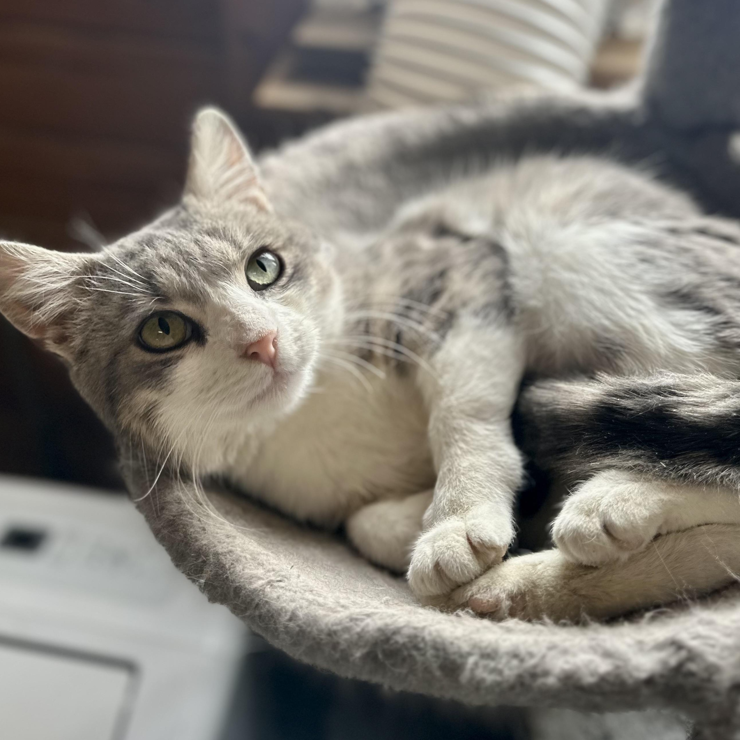 Enlarge Furrari, a ADOPTABLE Domestic Short Hair in Lincoln University, PA image 2/4