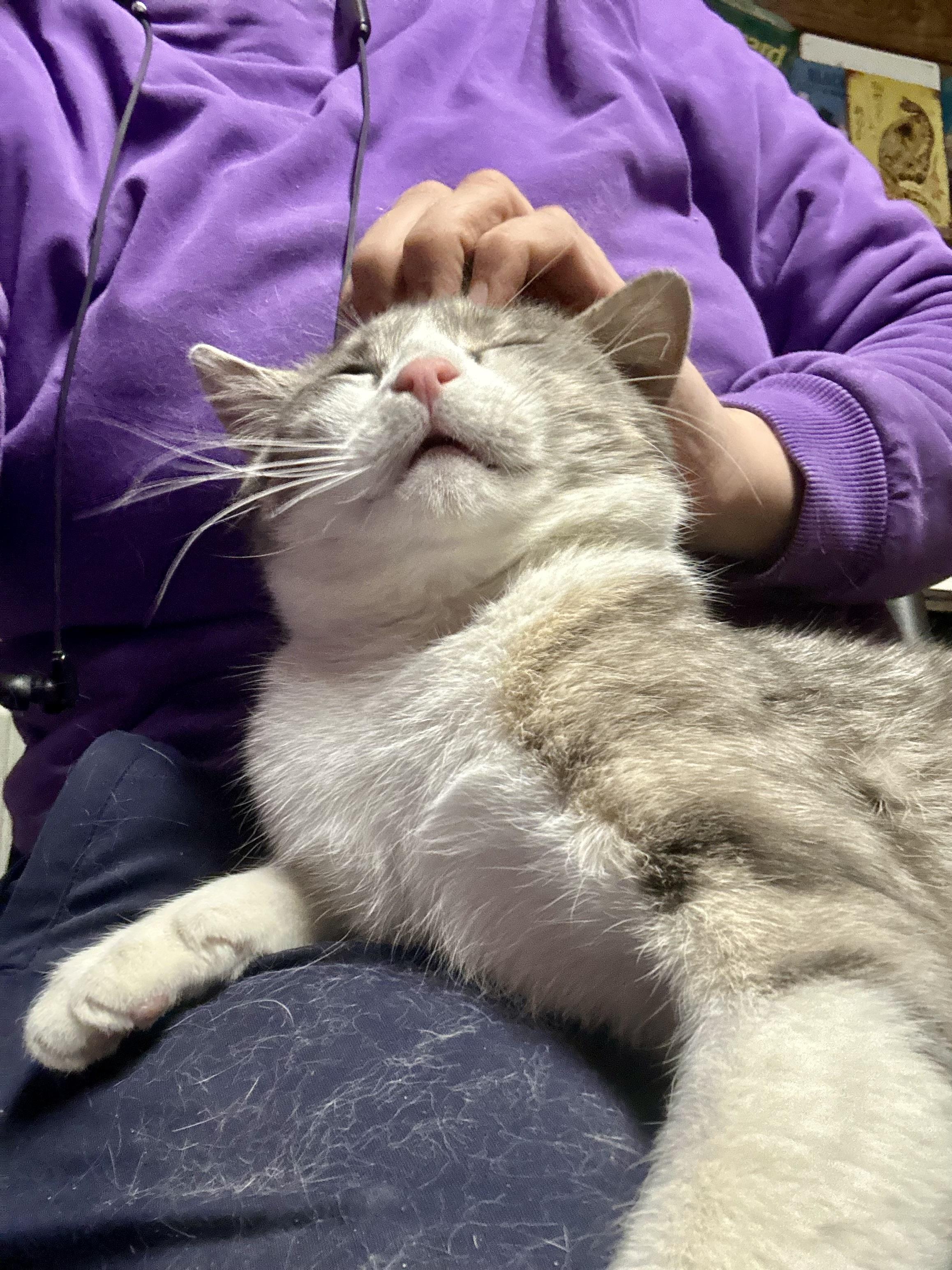 Enlarge Furrari, a ADOPTABLE Domestic Short Hair in Lincoln University, PA image 4/4