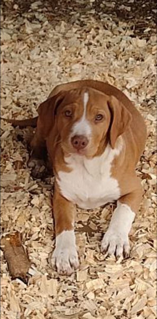 Enlarge Carmel, a Adoptable mixed breed in Hayden, AL image 4/6