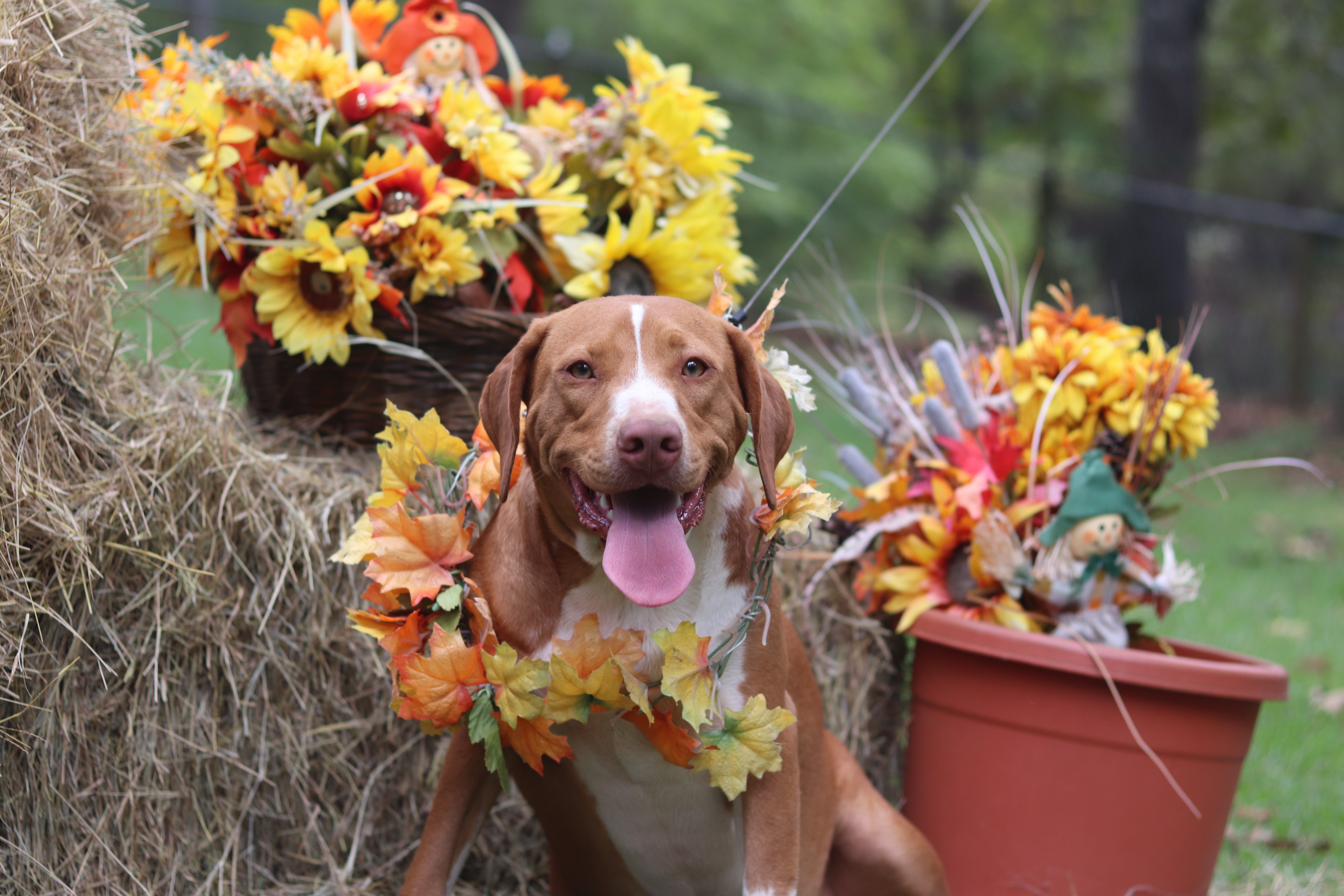 Enlarge Carmel, a Adoptable mixed breed in Hayden, AL image 1/6