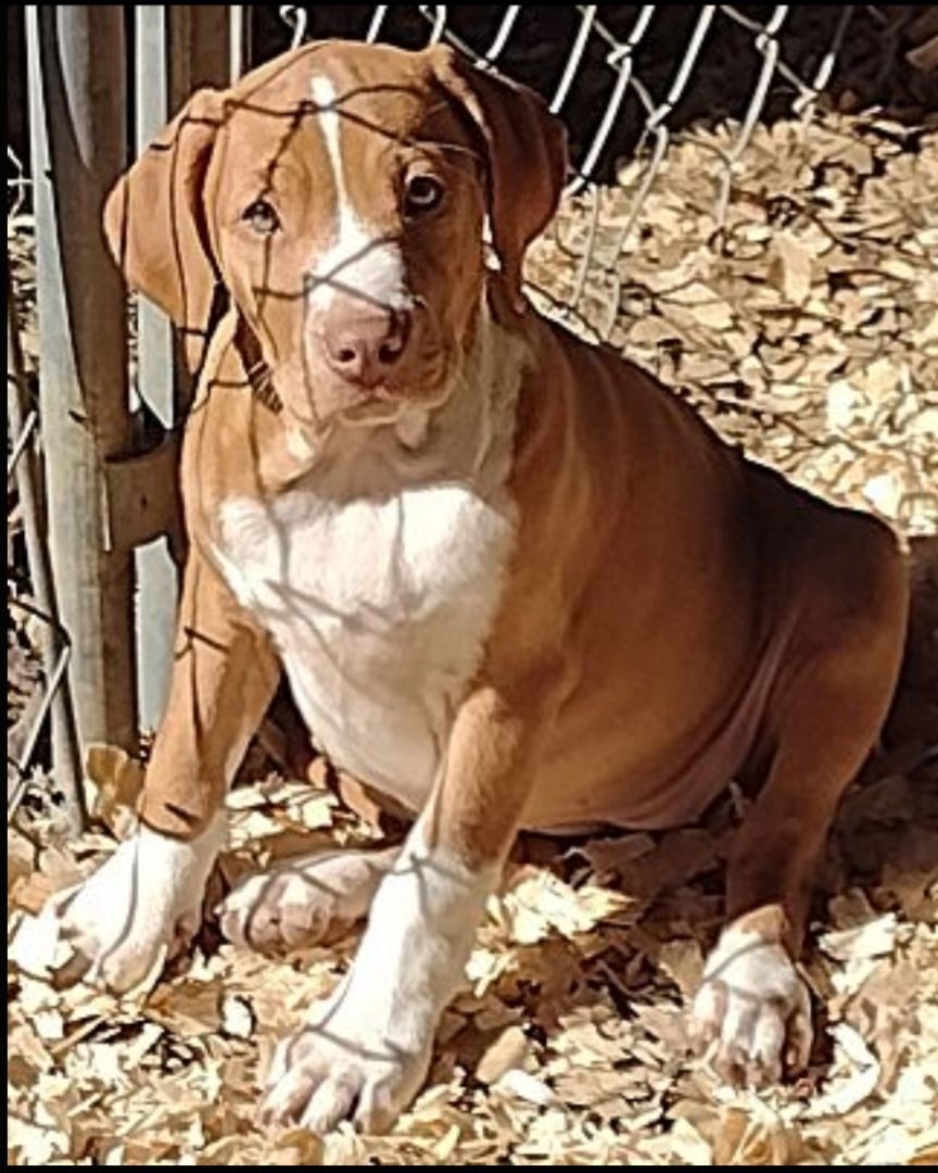 Enlarge Carmel, a Adoptable mixed breed in Hayden, AL image 5/6