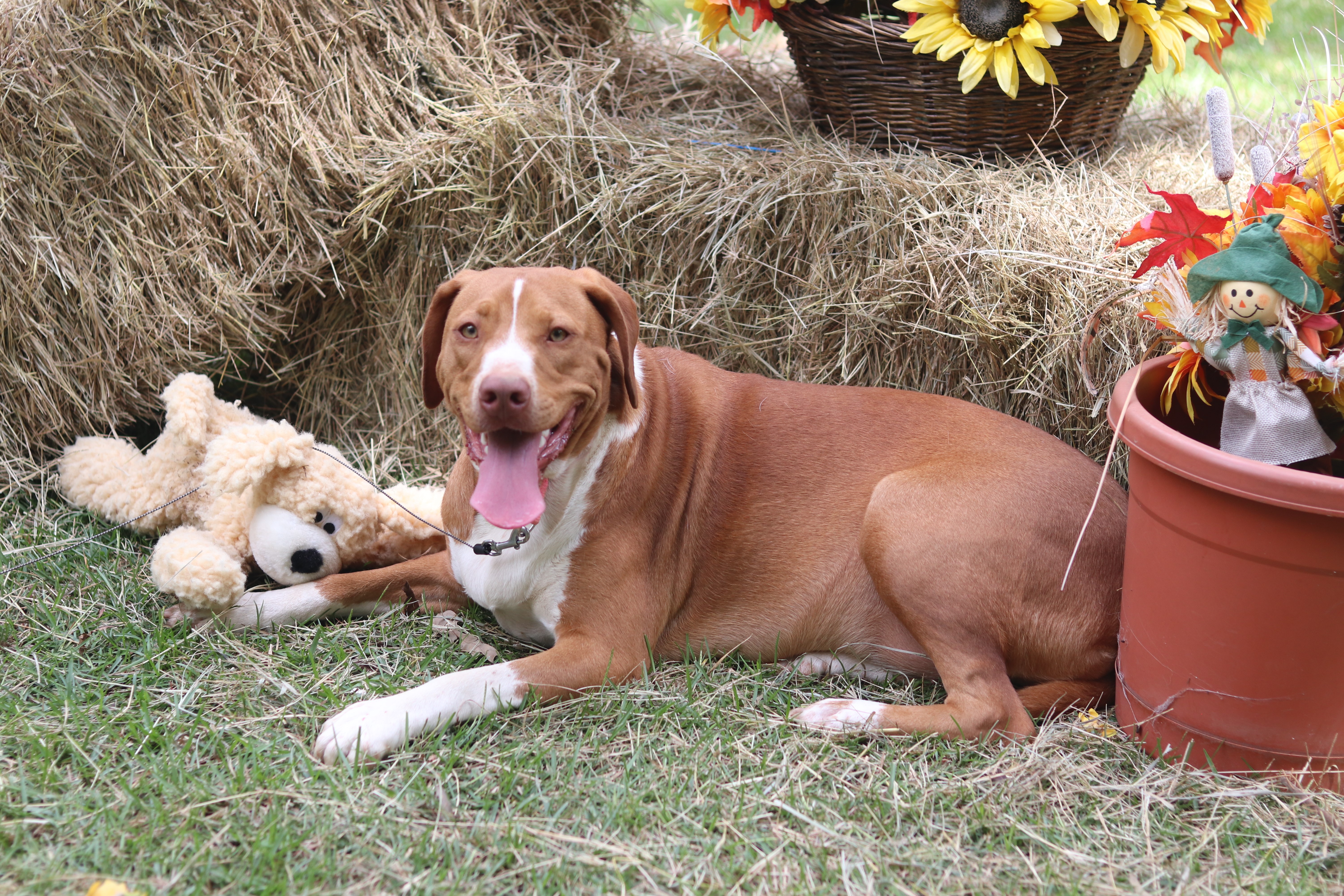 Enlarge Carmel, a Adoptable mixed breed in Hayden, AL image 2/6