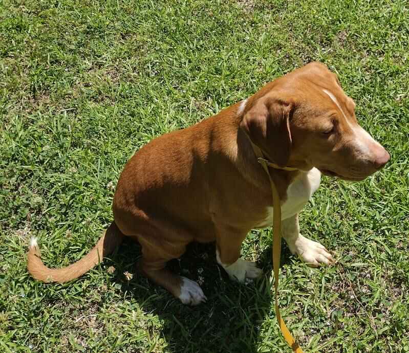 Enlarge Carmel, a Adoptable mixed breed in Hayden, AL image 3/6