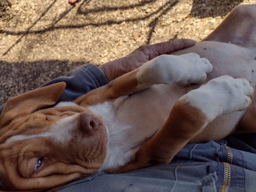 Enlarge Carmel, a Adoptable mixed breed in Hayden, AL image 6/6