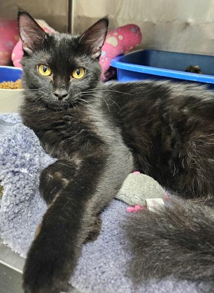 Enlarge Zac, a Adoptable mixed breed in Phoenix, AZ image 2/3