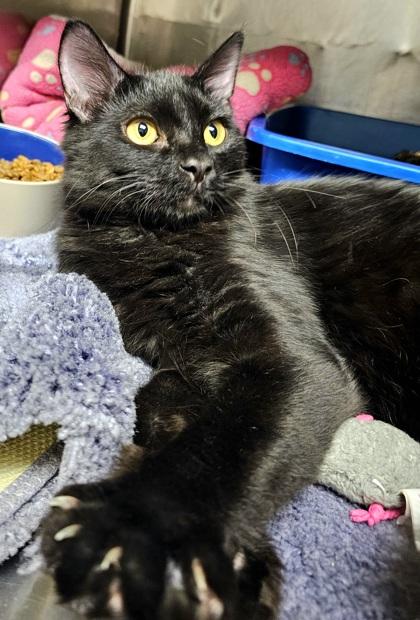 Enlarge Zac, a Adoptable mixed breed in Phoenix, AZ image 3/3