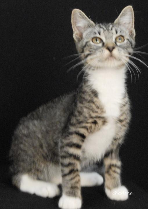 Maddox, Adoptable, Young Male Domestic Short Hair.