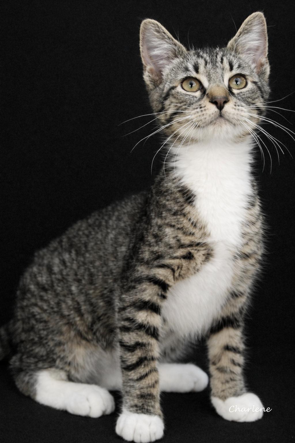 Maddox, Adoptable, Young Male Domestic Short Hair.