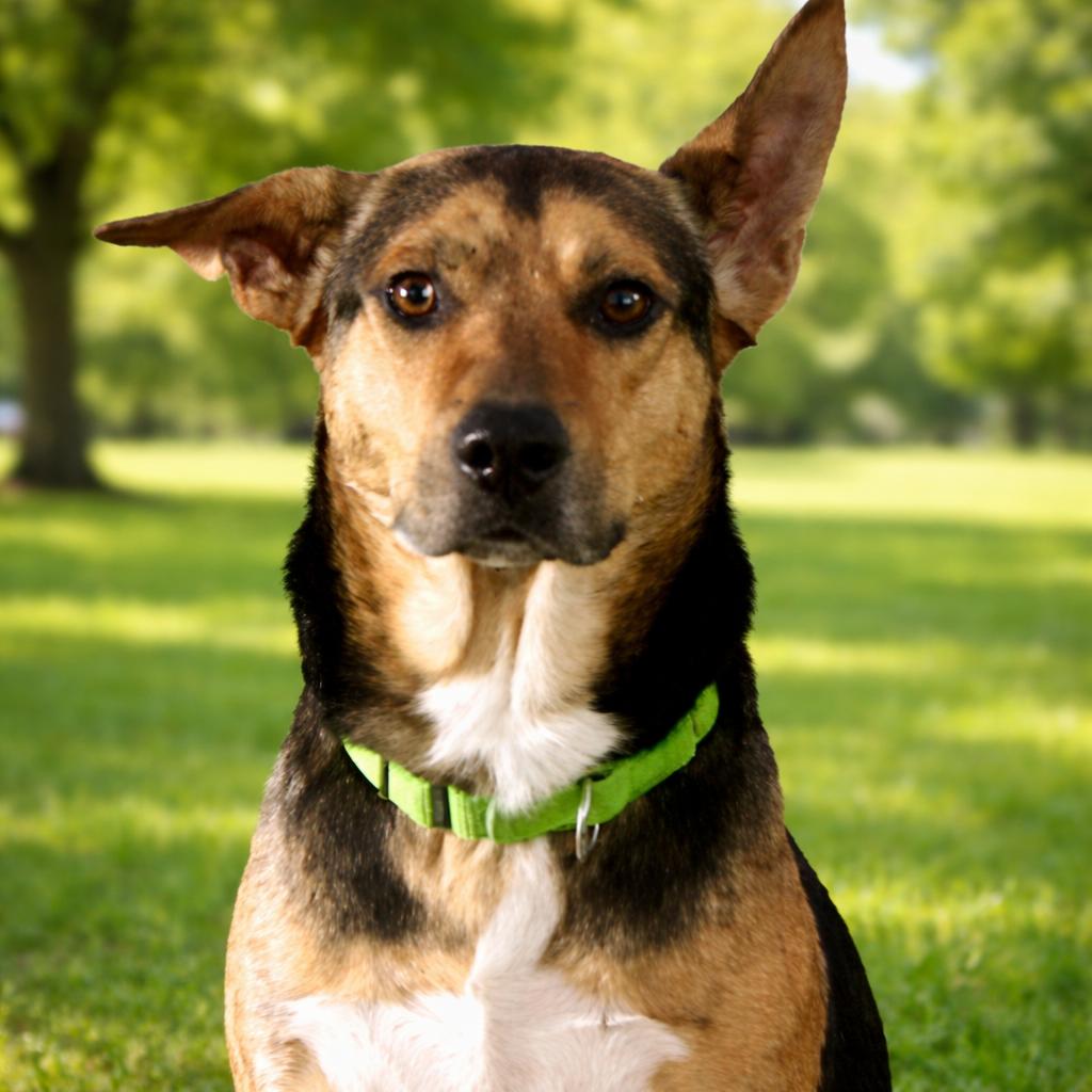 Baxter, Adoptable, Adult Male Australian Kelpie & German Shepherd Dog.