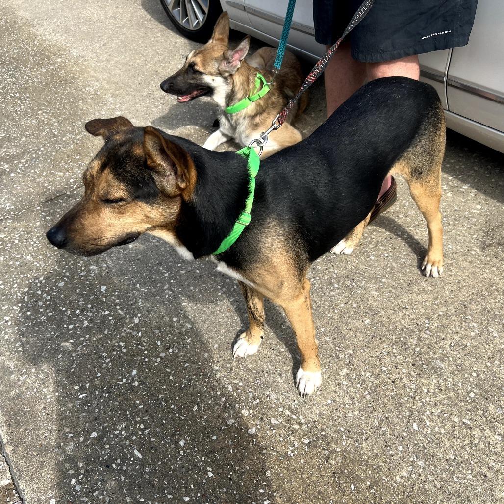 Baxter, a Adoptable mixed breed in Tomball, TX image 2/6
