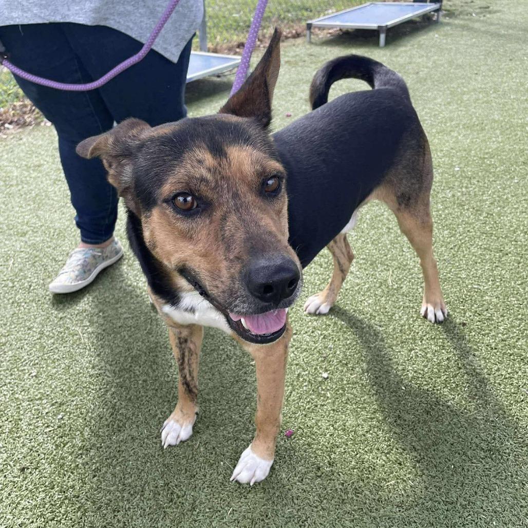 Baxter, a Adoptable mixed breed in Tomball, TX image 3/6
