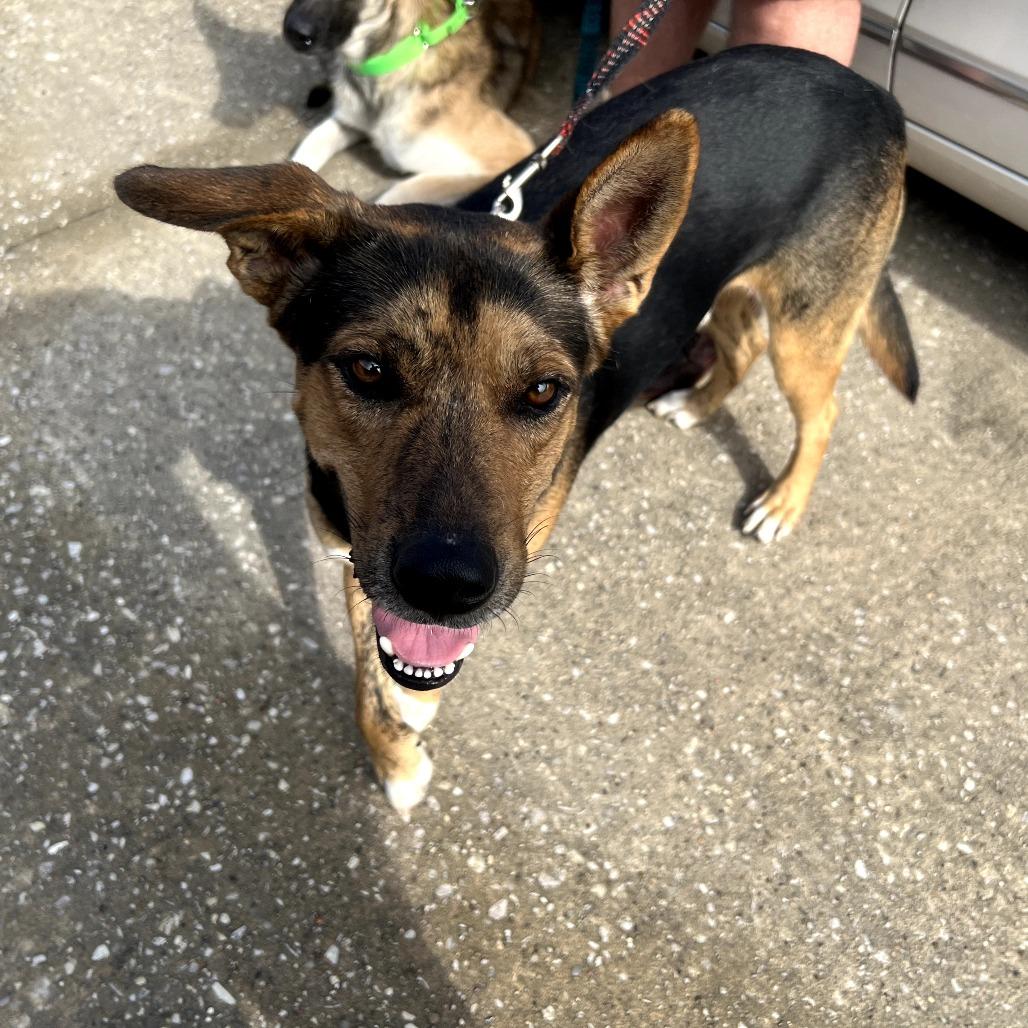Baxter, a Adoptable mixed breed in Tomball, TX image 4/6