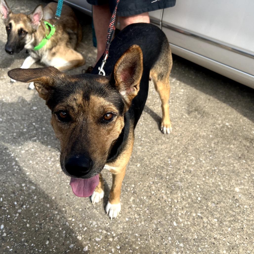 Baxter, a Adoptable mixed breed in Tomball, TX image 5/6