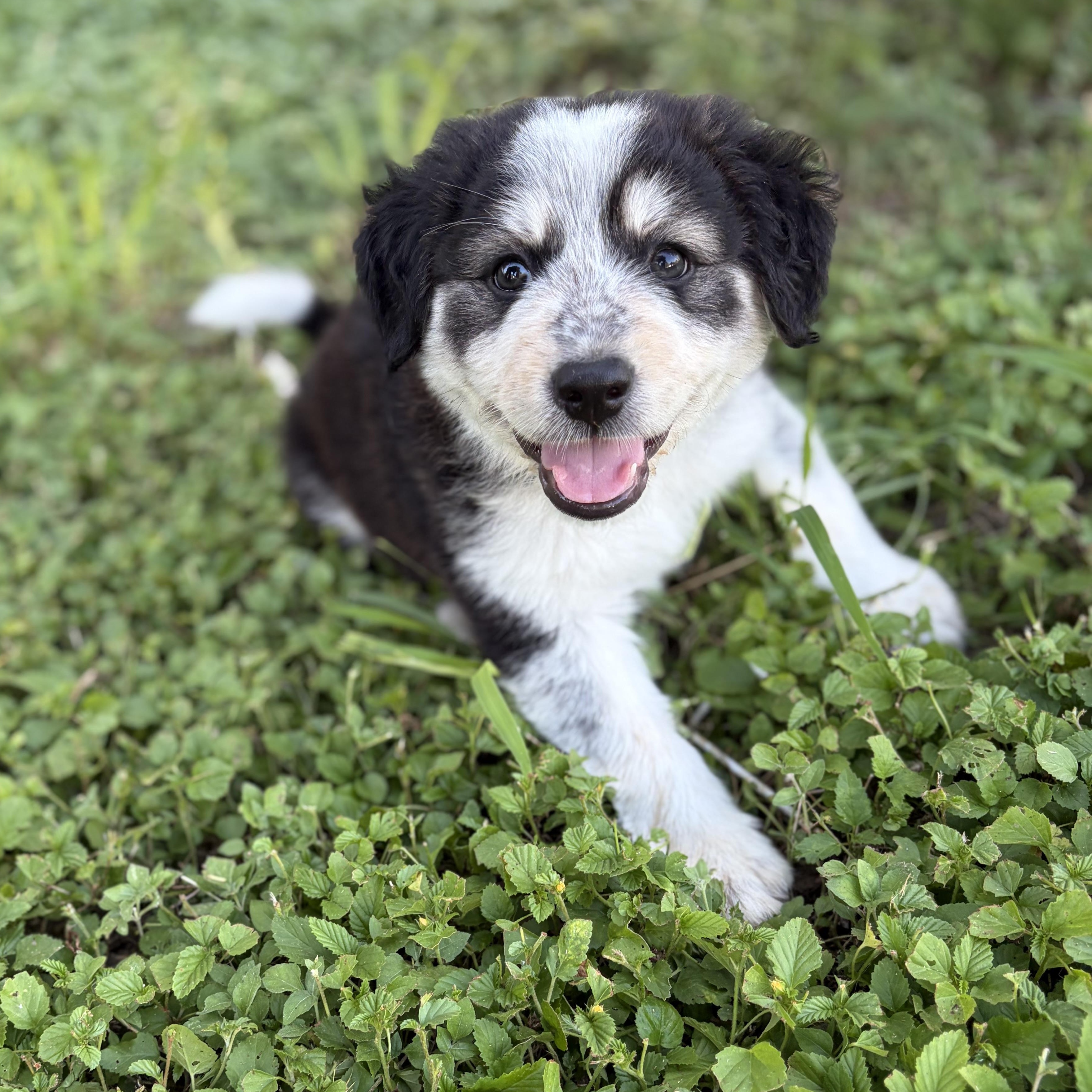 Po, adopted, Puppy Male Australian Cattle Dog / Blue Heeler.